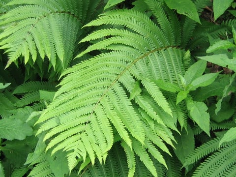 Stegnogramma pozoi ssp. mollissima