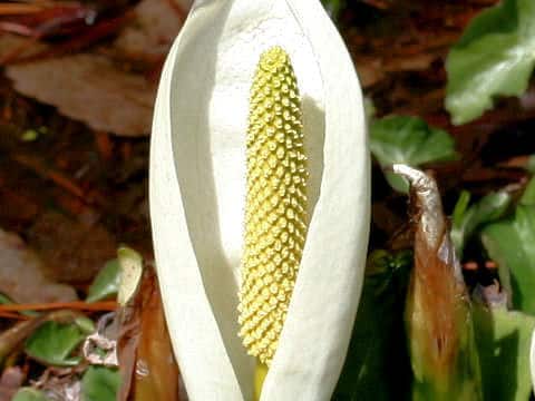 Lysichitum camtschatcense