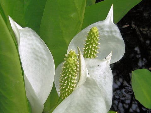 Lysichitum camtschatcense