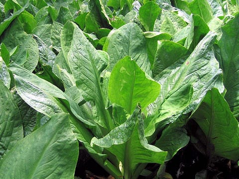 Lysichitum camtschatcense