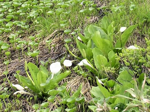 Lysichitum camtschatcense