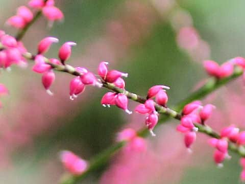 Polygonum filiforme
