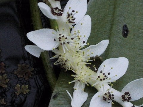 Aponogeton distachyus