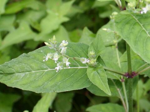 Circaea mollis