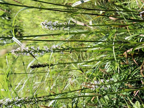Platanthera hologlottis