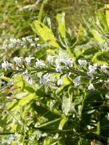 Platanthera hologlottis