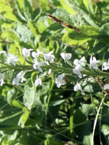 Platanthera hologlottis