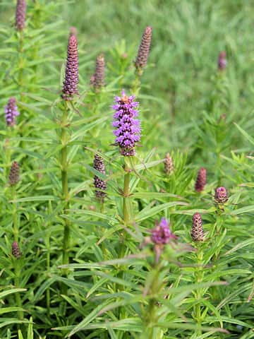 Eusteralis yatabeana
