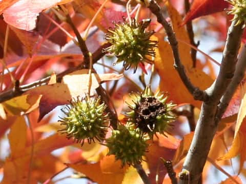 Liquidambar styraciflua