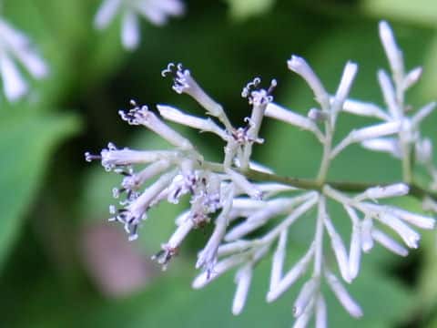Cacalia delphiniifolia