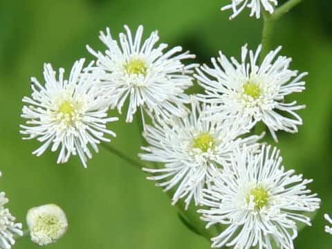 Trautvetteria caroliniensis var. japonica