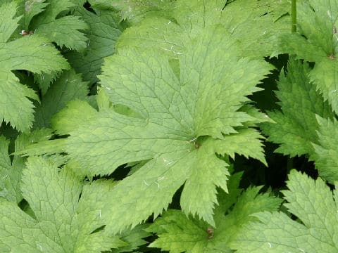 Trautvetteria caroliniensis var. japonica