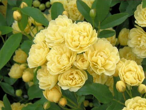 Rosa banksiae