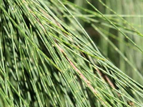 Casuarina stricta