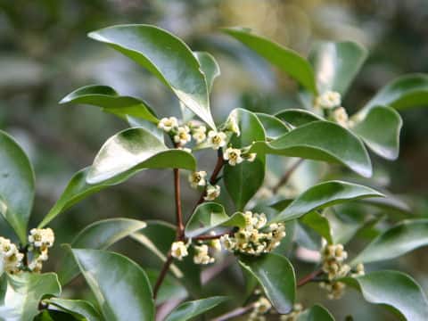 Microtropis japonica