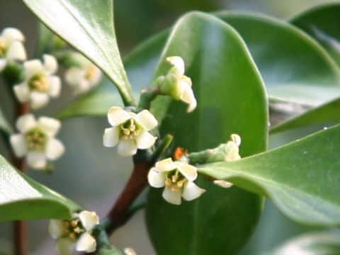 Microtropis japonica