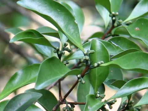 Microtropis japonica