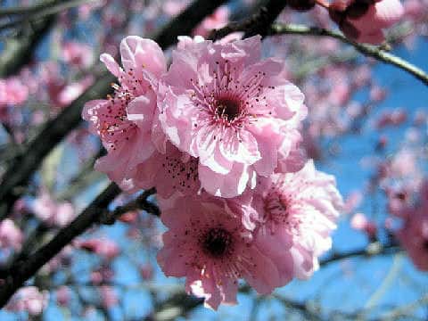 Prunus persica