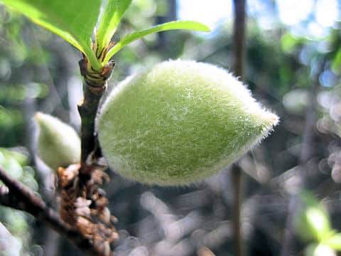Prunus persica