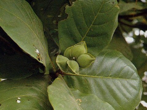 Terminalia catappa