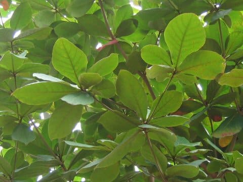 Terminalia catappa