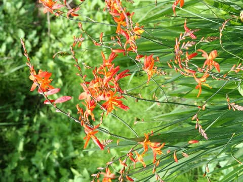 Crocosmia x crocosmiiflora