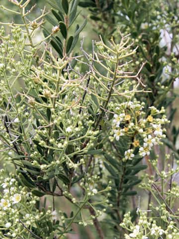 Mortonia greggii