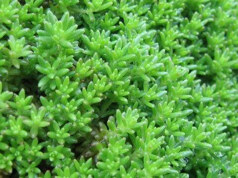 Sedum uniflorum ssp. japonicum f. morimurae