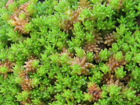 Sedum uniflorum ssp. japonicum f. morimurae