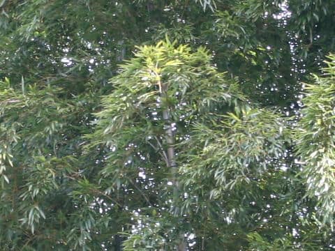 Phyllostachys pubescens