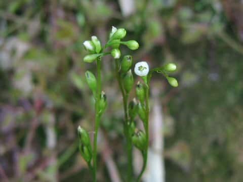 Drosera rotundifolia