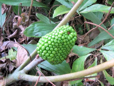 Arisaema ringens