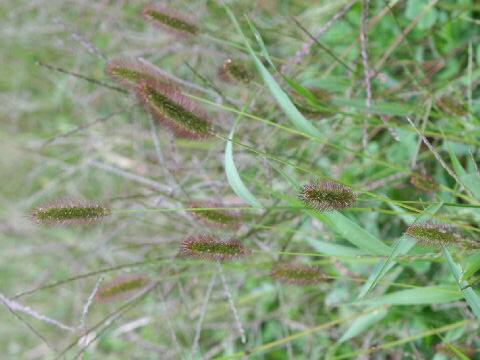 Setaria viridis ssp. minor f. misera