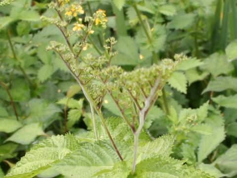 Laportea bulbifera