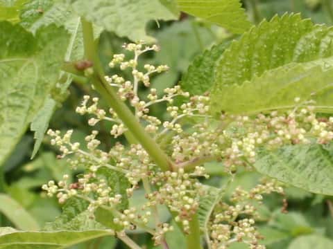 Laportea bulbifera