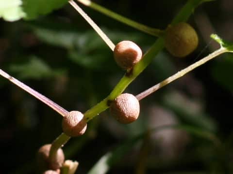 Laportea bulbifera
