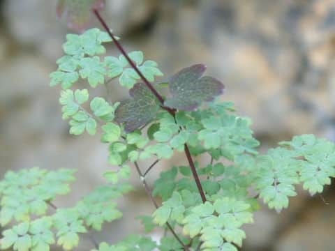 Thalictrum uchiyamai