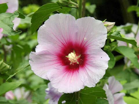 Rose of Sharonはどんな植物? わかりやすく解説 Weblio辞書 Rose of Sharonはどんな植物? わかりやすく解説 Weblio辞書