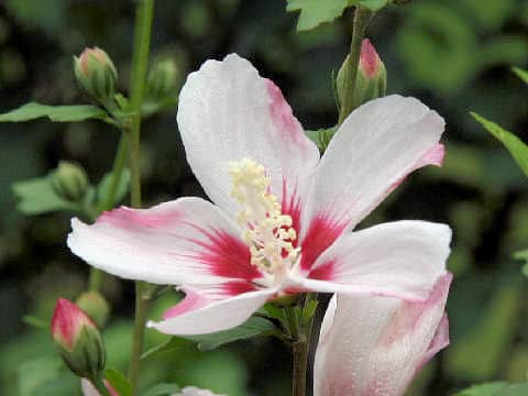 Rose of Sharonはどんな植物? わかりやすく解説 Weblio辞書 Rose of Sharonはどんな植物? わかりやすく解説 Weblio辞書