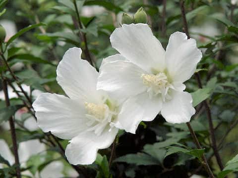 Rose of Sharonはどんな植物? わかりやすく解説 Weblio辞書 Rose of Sharonはどんな植物? わかりやすく解説 Weblio辞書