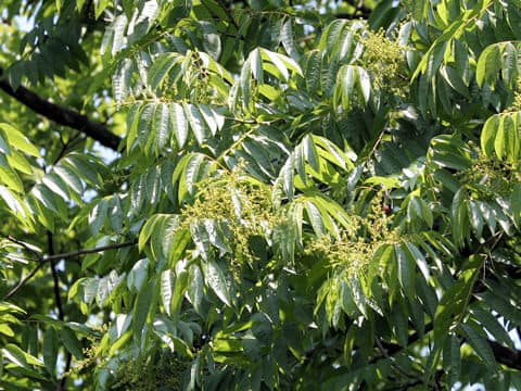 Sapindus mukorossi