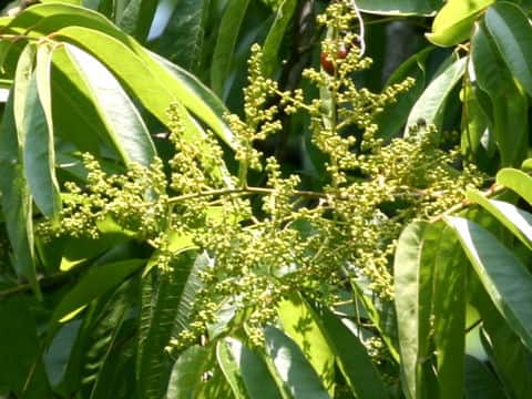 Sapindus mukorossi