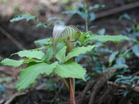 Arisaema kishidae