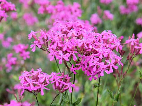 Silene armeria