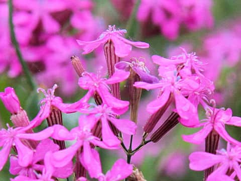 Silene armeria