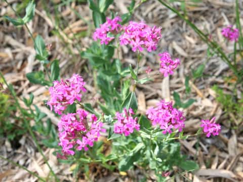 Silene armeria