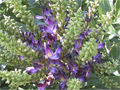 Millettia reticulata