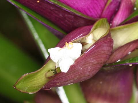 Rhoeo discolor