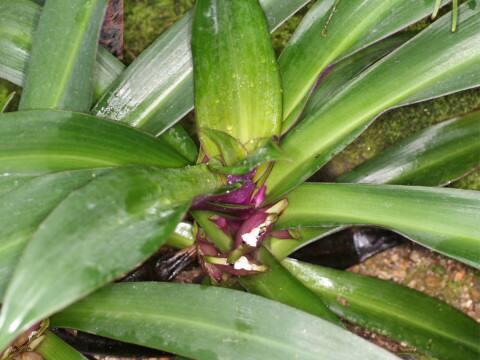 Rhoeo discolor