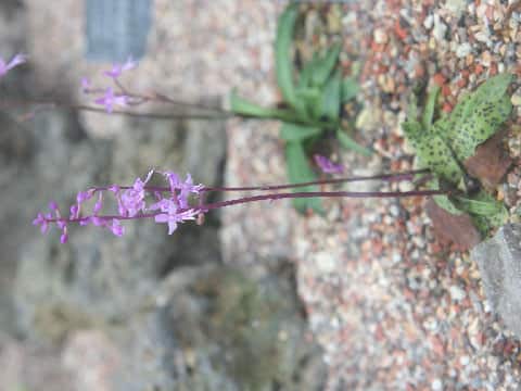 Stenoglottis cv. (fimbriata x longifolia)